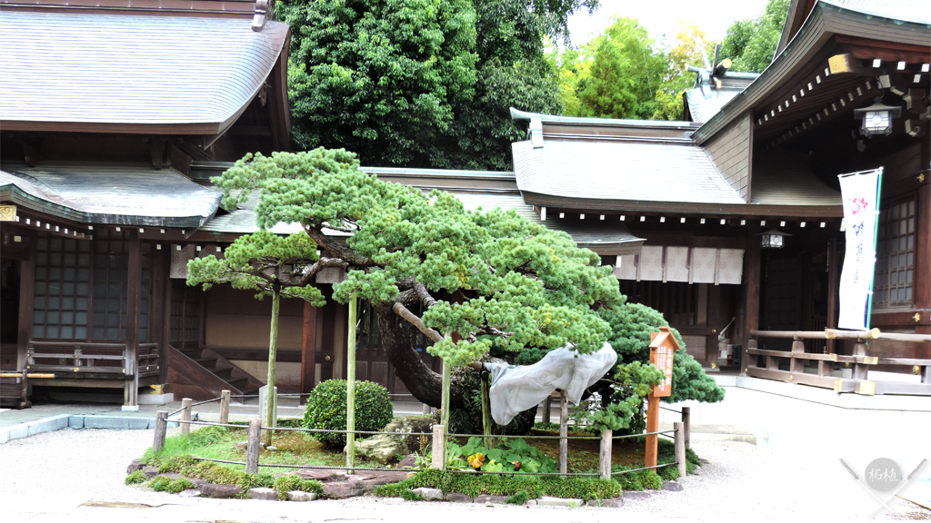 kamamoto_suizenji_arvore_1024x576_vdt kamamoto - suizenji arvore
