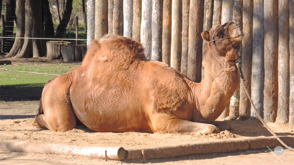 Buenos Aires - Zoo Lujan 4