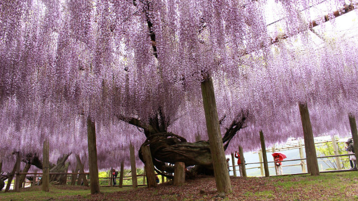 Glicinia Wisteria Kitakyushu