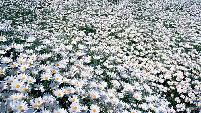Margarida Daisy Margarida-Daisy-m_105443-jnto_Equinócio-da-Primavera-no-Japão-10-dicas-do-que-fazer-nessa-estação_Viajando-para-o-Japão_Vida-de-Tsuge-VDT
