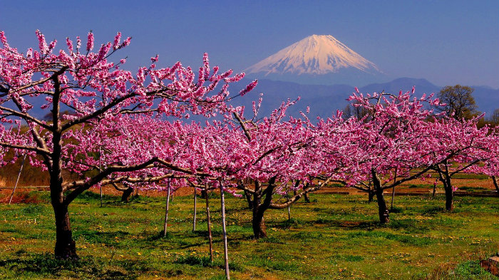 Mt. Fuji peach tree Mt.fuji-peach-tree-m_181669-jnto_Equinócio-da-Primavera-no-Japão-10-dicas-do-que-fazer-nessa-estação_Viajando-para-o-Japão_Vida-de-Tsuge-VDT