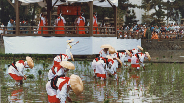 Plantação de arroz Rice-planting-m_183129-jnto_Equinócio-da-Primavera-no-Japão-10-dicas-do-que-fazer-nessa-estação_Viajando-para-o-Japão_Vida-de-Tsuge-VDT