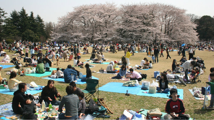 Sakura Picnic Sakura-picnic_Equinócio-da-Primavera-no-Japão-10-dicas-do-que-fazer-nessa-estação_Viajando-para-o-Japão_Vida-de-Tsuge-VDT