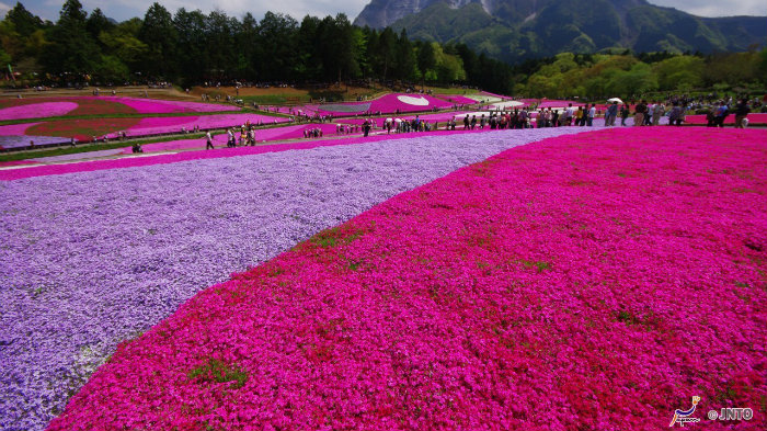 Shibazakura Shibazakura-161011-jnto_Equinócio-da-Primavera-no-Japão-10-dicas-do-que-fazer-nessa-estação_Viajando-para-o-Japão_Vida-de-Tsuge-VDT