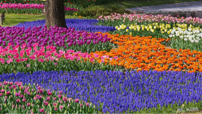 Showa Kinen Park Showa-Kinen-Park-m_163459-jnto_Equinócio-da-Primavera-no-Japão-10-dicas-do-que-fazer-nessa-estação_Viajando-para-o-Japão_Vida-de-Tsuge-VDT