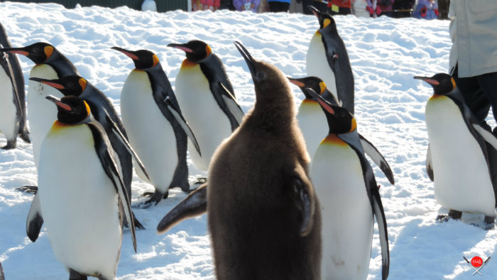 asahiyamazoo_5_royal-express_viagem-pro-japao_vida-de-tsuge_vdt