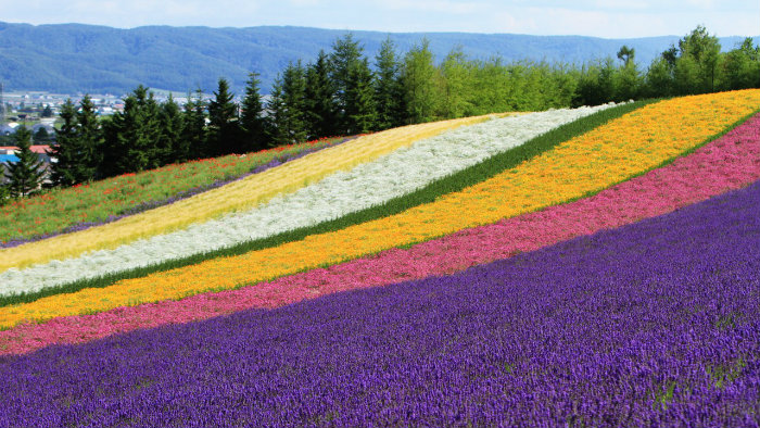 furano_royal-express_viagem-pro-japao_vida-de-tsuge_vdt